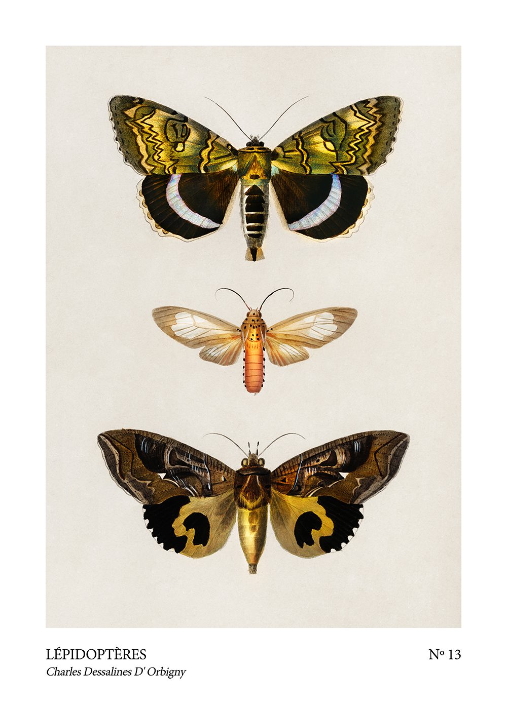 Fjäril Poster lepidopteres no13