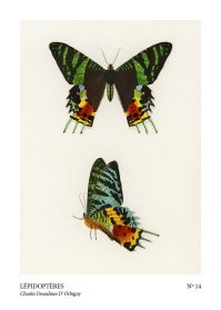Fjäril Poster lepidopteres no14