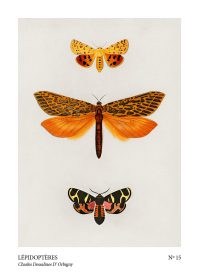 Fjäril Poster lepidopteres no15
