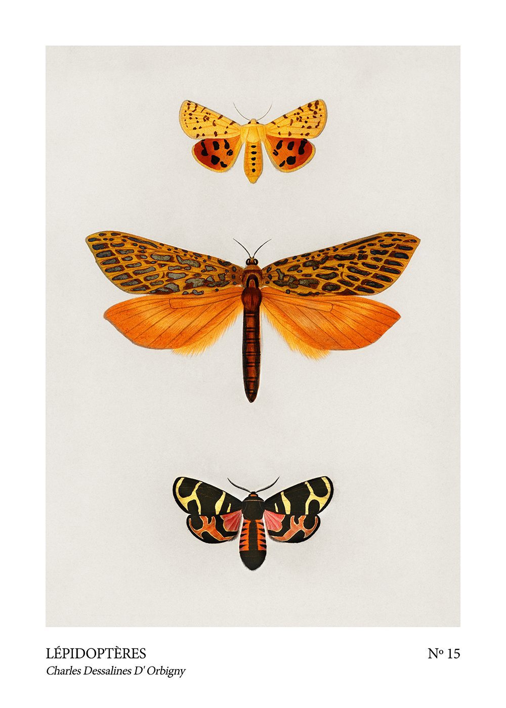 Fjäril Poster lepidopteres no15