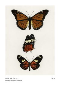 Fjäril Poster lepidopteres no3