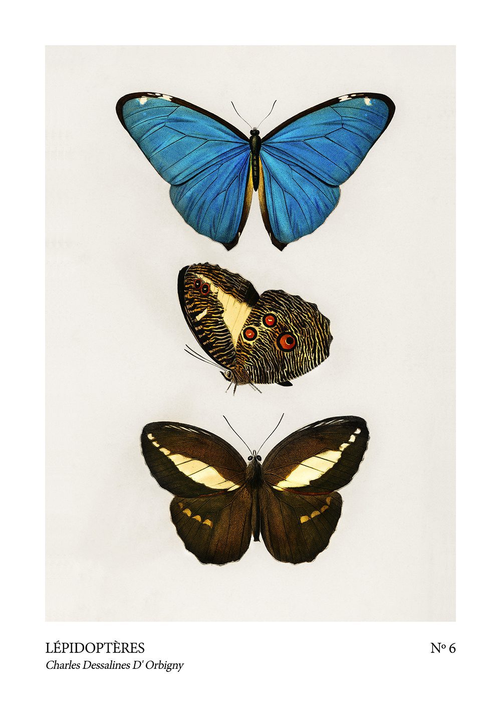 Fjäril Poster lepidopteres no6
