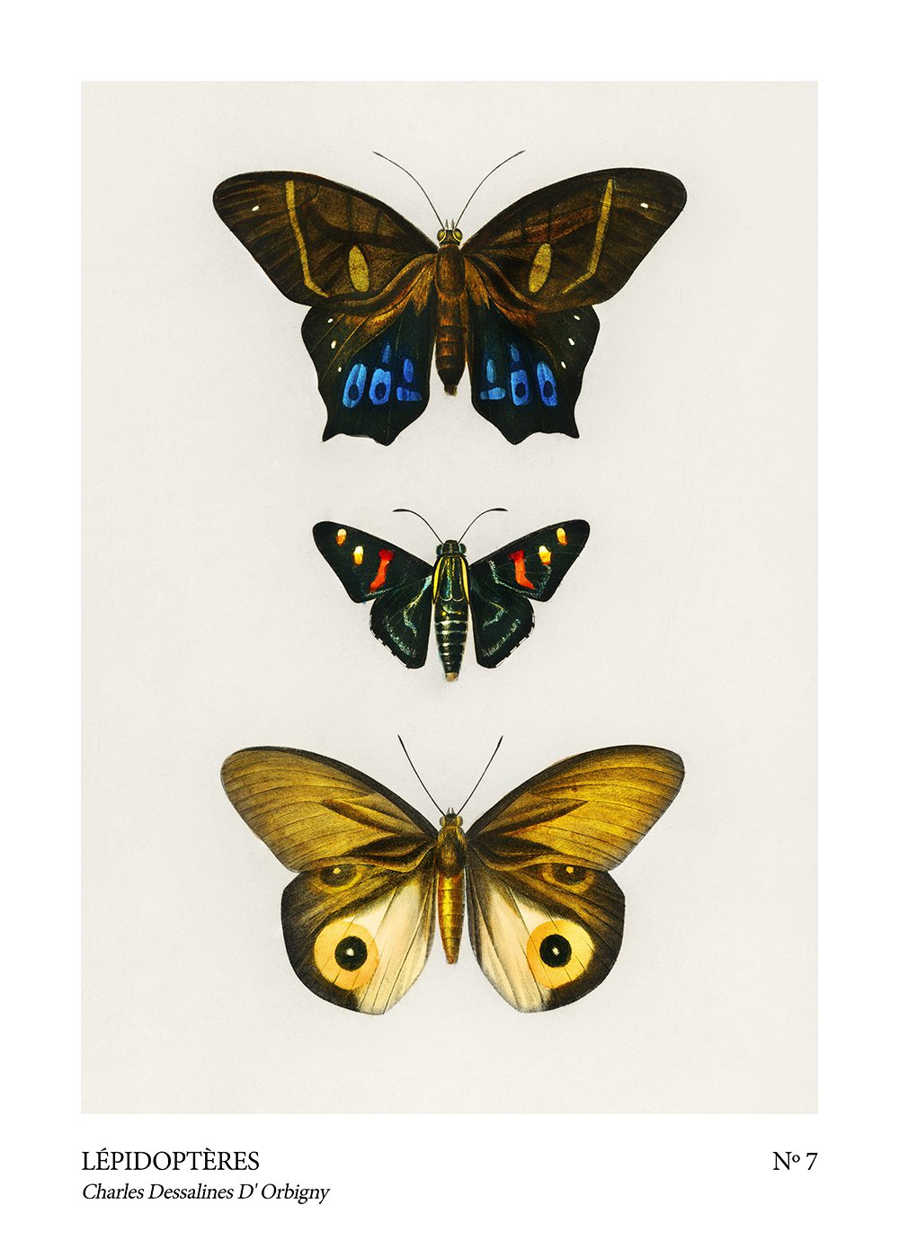 Fjäril Poster lepidopteres no7