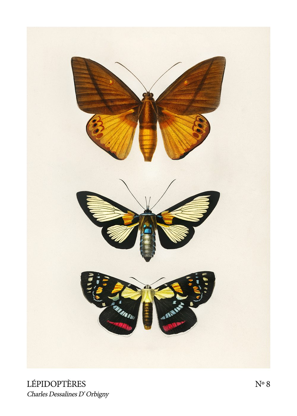 Fjäril Poster lepidopteres no8