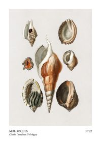 mollusques no 22 Snäckor Poster