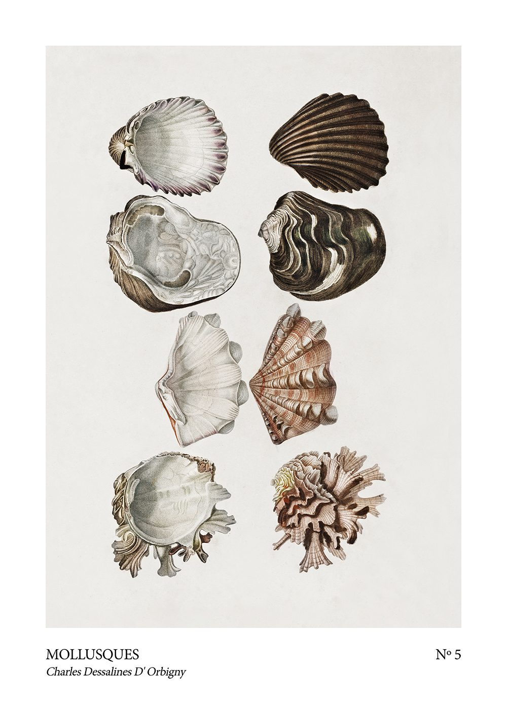 mollusques no 5 Snäckor Poster