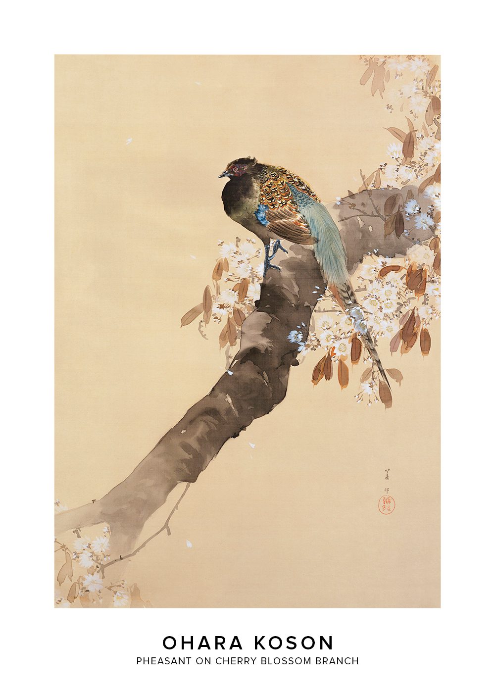 Pheasant on cherry blossom branch Ohara Koson Poster