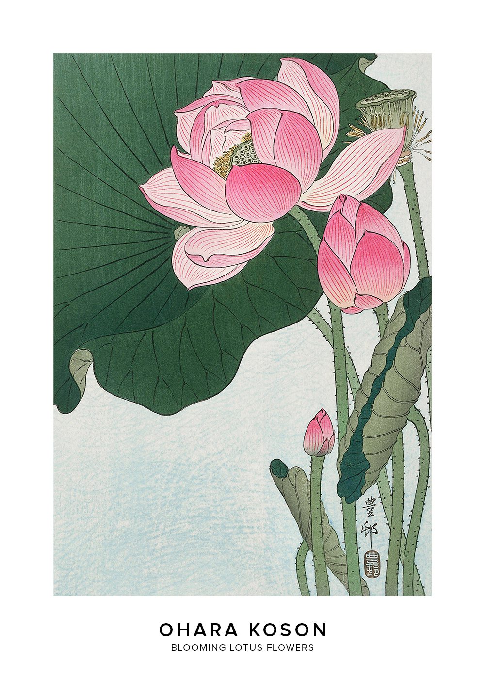 Blooming lotus flowers Ohara Koson Poster