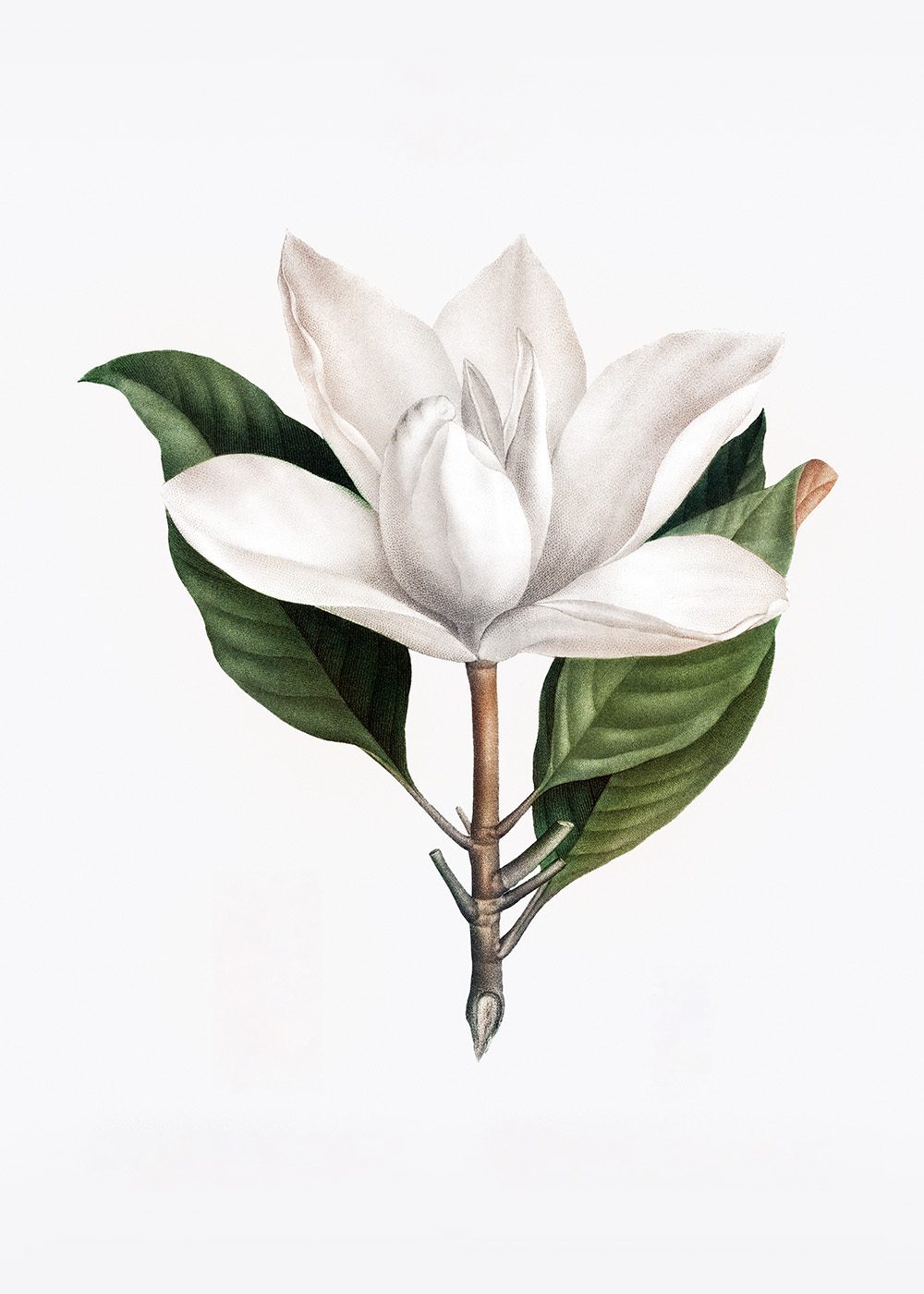 Southern Magnolia Poster